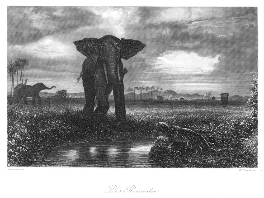 Elefant Begegnung Lowe Afrikanischer Elefant Original Stahlstich Von 1857 Ebay